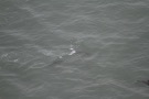 Missing Picture